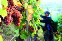 Doppelter Grund zur Freude für die Durbacher Winzergenossenschaft