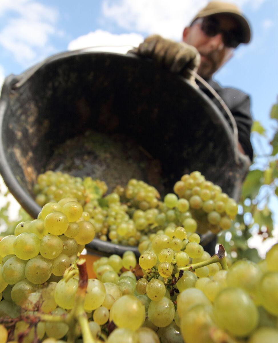 Frühe Lese in der Champagne erwartet 