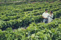 Weinberge auf Teneriffa