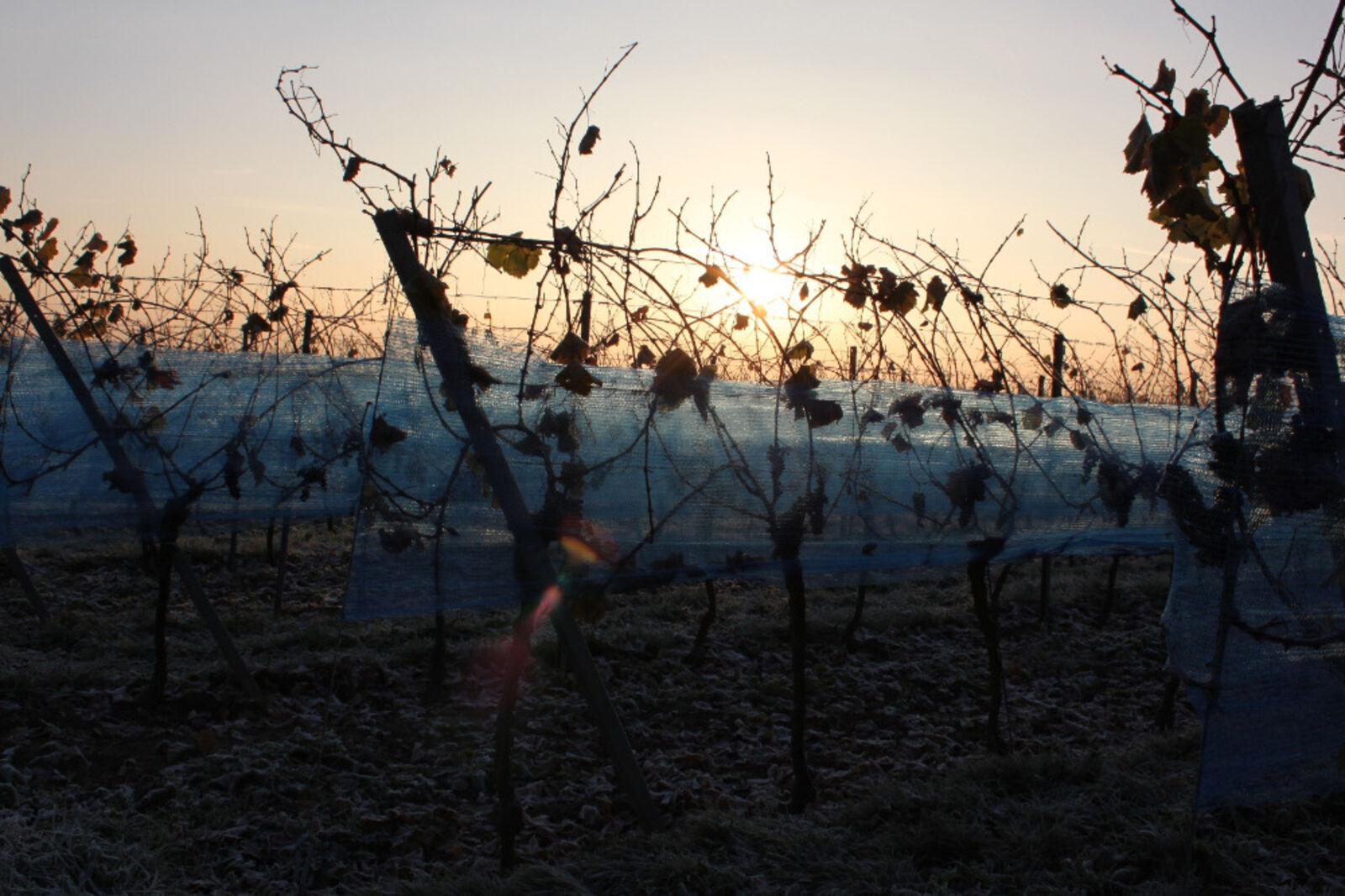 Mehrere Pfälzer Weingüter haben Eisweine gelesen