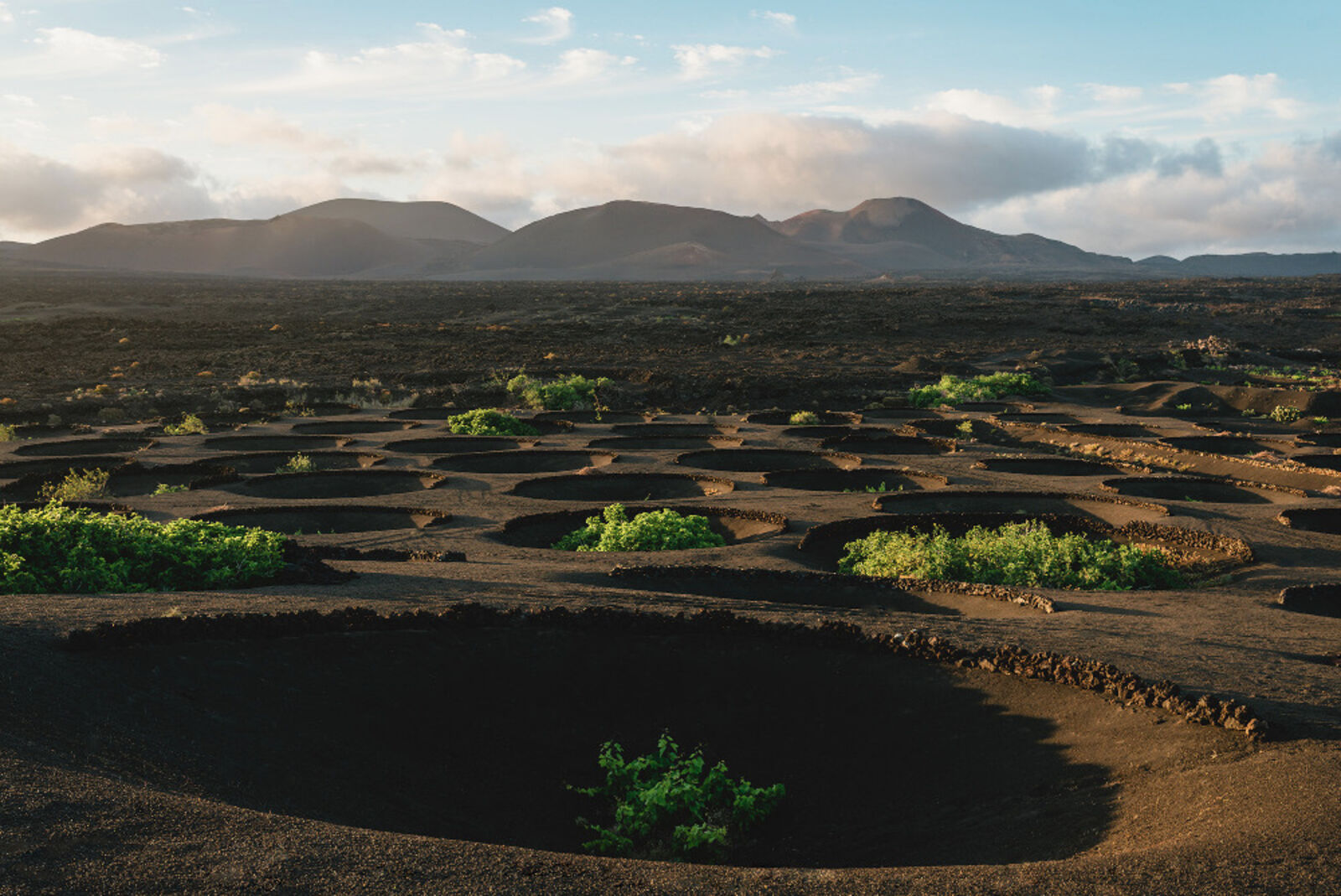 Tasting-Event der DO Lanzarote